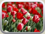 Nature_Flowers_Tulips_spring__Flowers_008359_