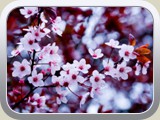 Nature_Seasons_Spring_Spring_bloom_015641_